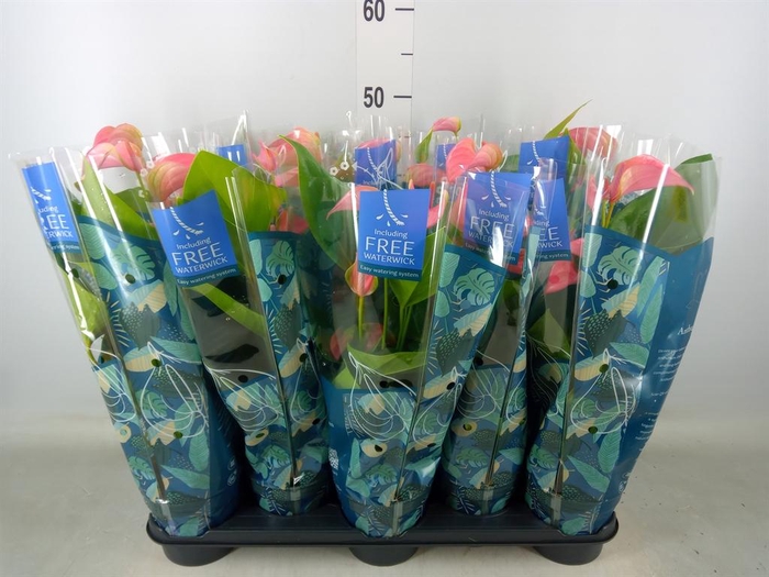 <h4>Anthurium andr. 'Joli'</h4>