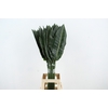 STRELITZIA LEAF