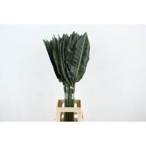 STRELITZIA LEAF