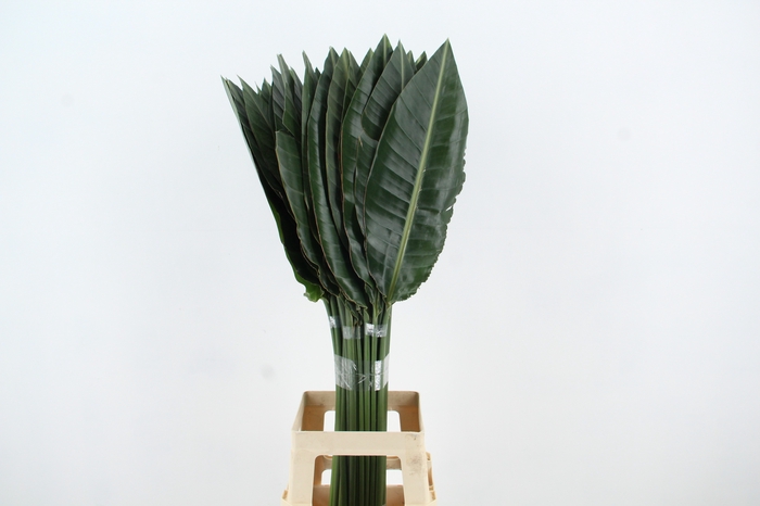 STRELITZIA LEAF