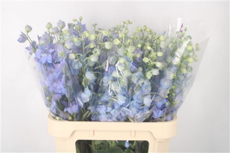 <h4>Delph El Dewi Noa Pale Blue</h4>