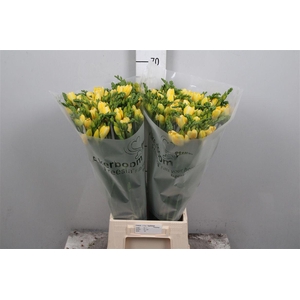 Fr Du Ballade (op Kleur!)