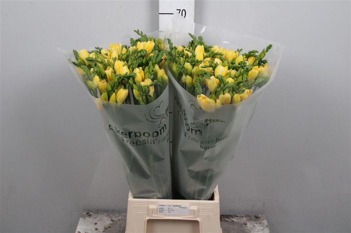 <h4>Fr Du Ballade (op Kleur!)</h4>