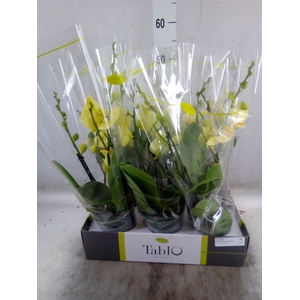 Phalaenopsis   ...yellow