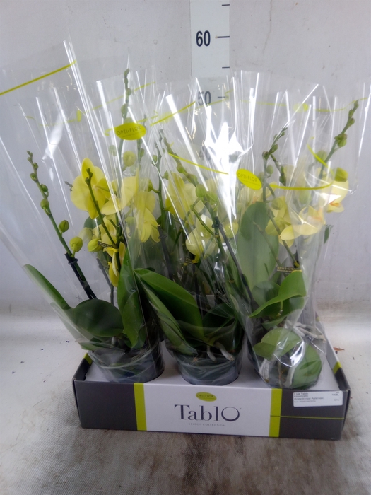 <h4>Phalaenopsis   ...yellow</h4>
