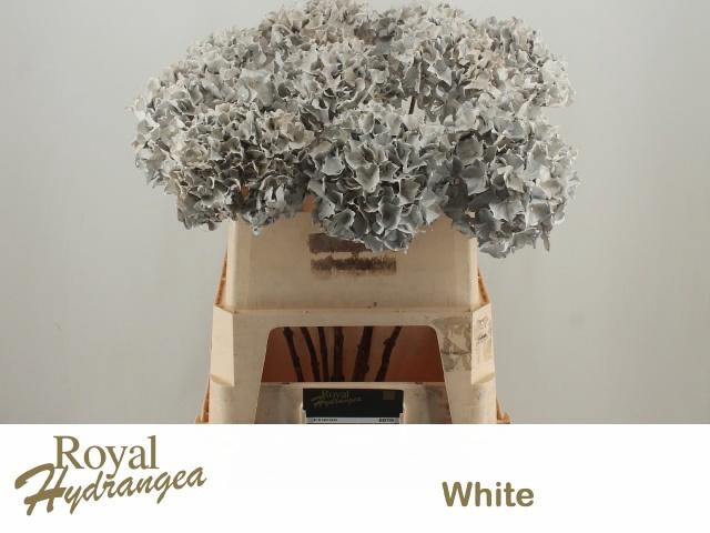 <h4>HYDR OV KLB H%</h4>