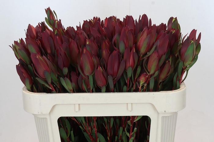 Leucadendron Senorita Spray