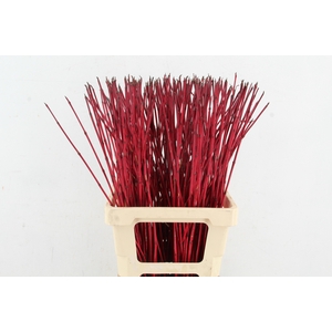 CORNUS ALBA SIBIRICA 70cm