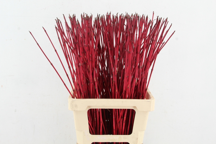 <h4>CORNUS ALBA SIBIRICA 70cm</h4>