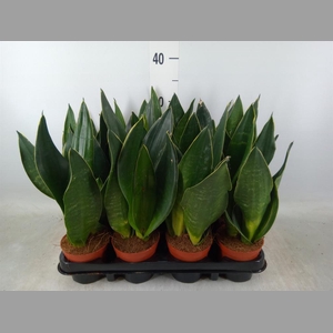 Sansevieria trifa.   ...