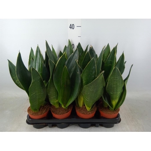 Sansevieria trifa.   ...