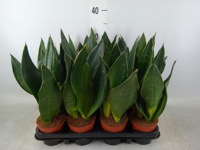 <h4>Sansevieria trifa.   ...</h4>