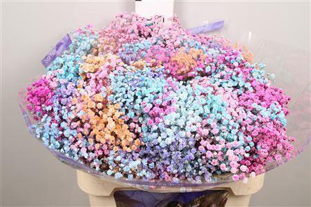 <h4>Gypsophila DYED Rainbow Barbie</h4>