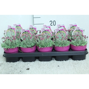 Antennaria dioica
