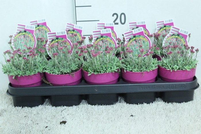 <h4>Antennaria dioica</h4>