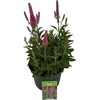 arr8 Vero Spicata