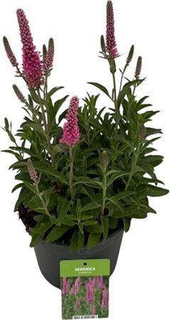 arr8 Vero Spicata