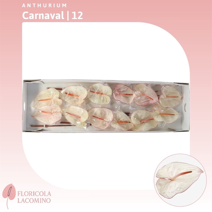 <h4>Anthurium Carnaval</h4>