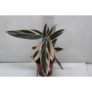 CALATHEA TRIALSTAR P12
