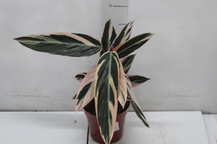 <h4>CALATHEA TRIALSTAR P12</h4>