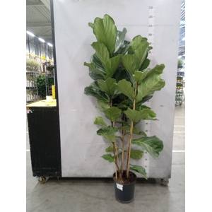 Ficus lyrata