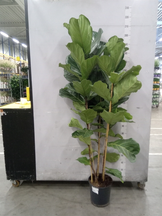 <h4>Ficus lyrata</h4>