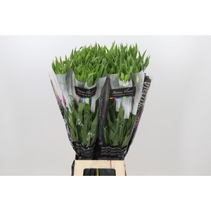 Alstroemeria Prestige