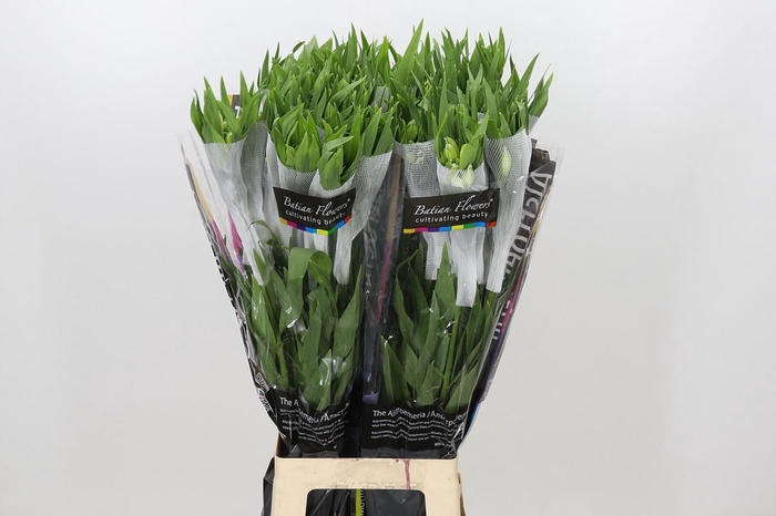 <h4>Alstroemeria Prestige</h4>