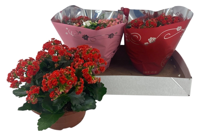 <h4>KAL GE GEM 2 KL</h4>