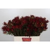 Leucadendron Blush Spray