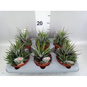 Haworthia fasciata 'Big Band'