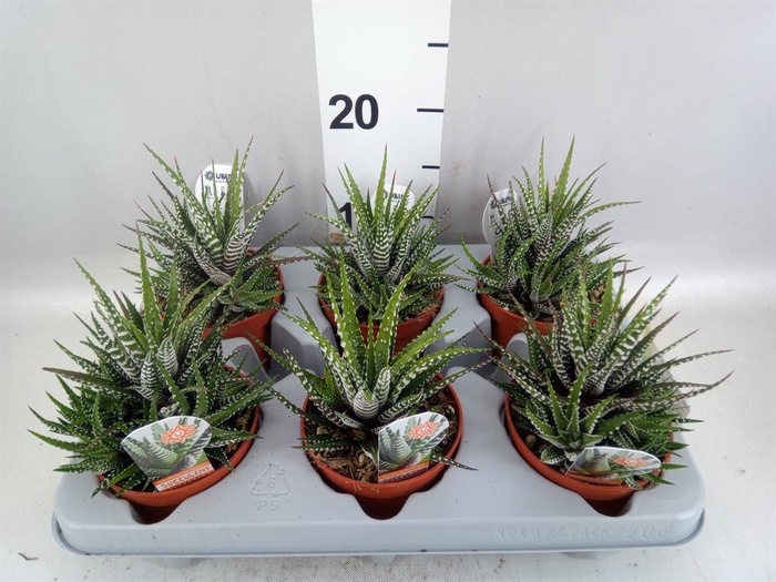 <h4>Haworthia fasciata 'Big Band'</h4>