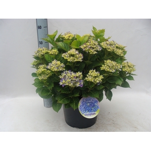 Hydrangea mac. 'Early'