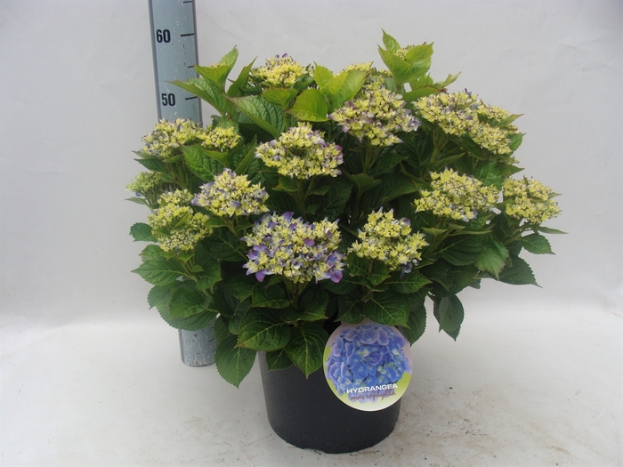 <h4>Hydrangea mac. 'Early'</h4>