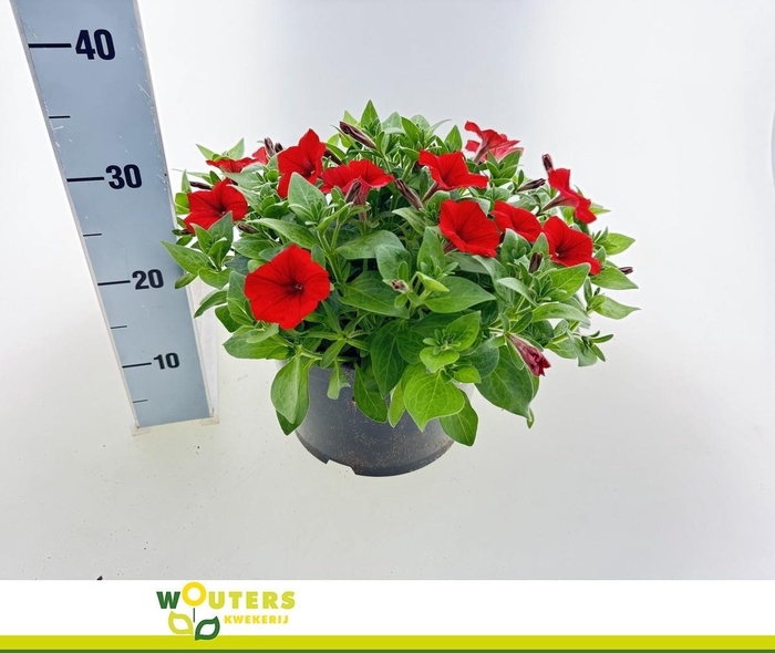 <h4>PET E W RED VELOUR</h4>