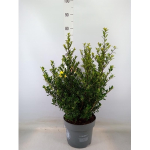 Ilex crenata 'Dark Green'