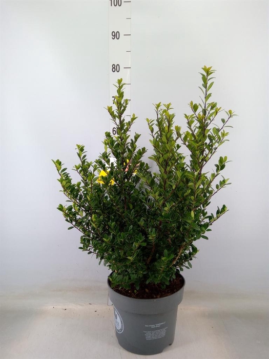 <h4>Ilex crenata 'Dark Green'</h4>