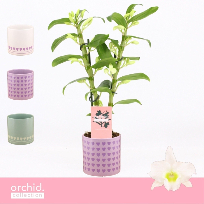 <h4>Dendrobium Nobilé, Apollon 2-spike Compact in Horizon Love 'Orchid Collection'</h4>