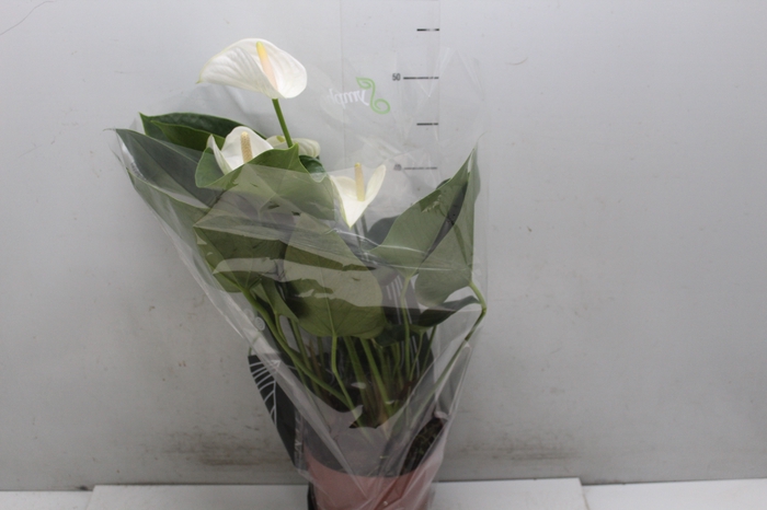 <h4>ANTHURIUM WHITE WINNER P17</h4>