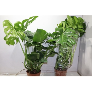Monstera Deliciosa