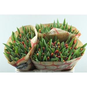 Tu En Replay (rood/geel)