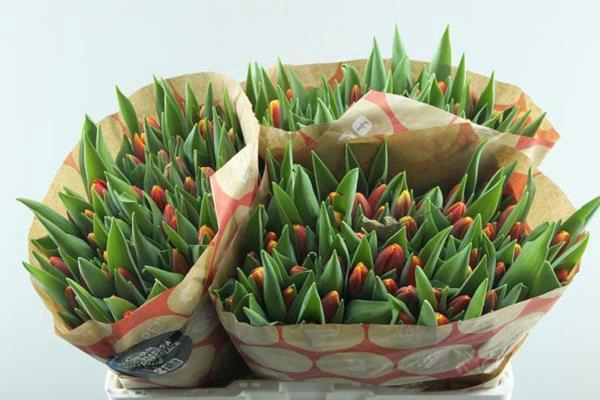 <h4>Tu En Replay (rood/geel)</h4>