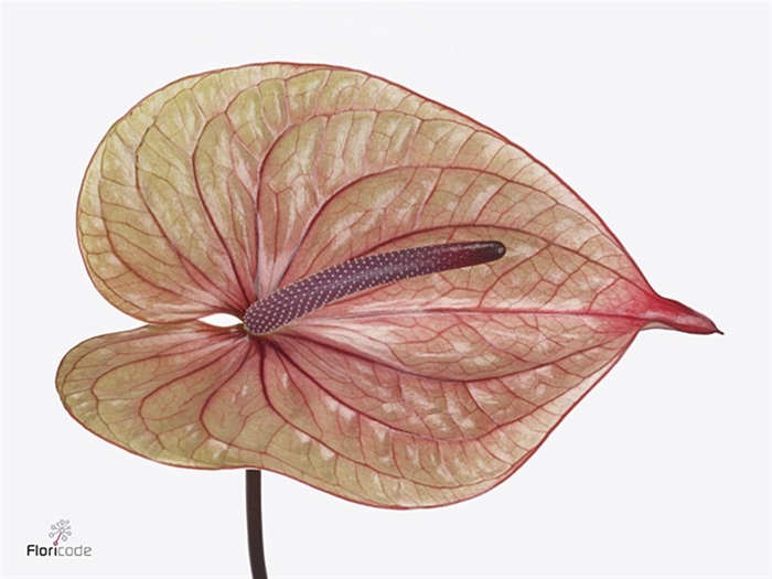 <h4>Anth A Tequila</h4>