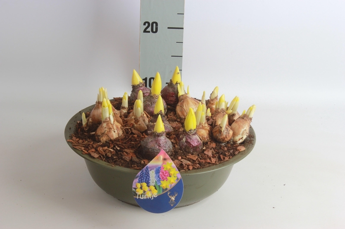 <h4>ARR TUINPLANTEN</h4>