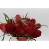 Banksia Speciosa Red