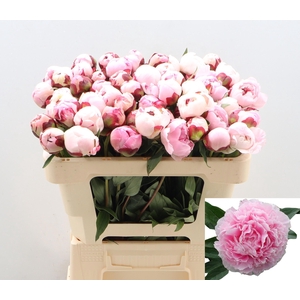 PAEO L SARA BERNHARD