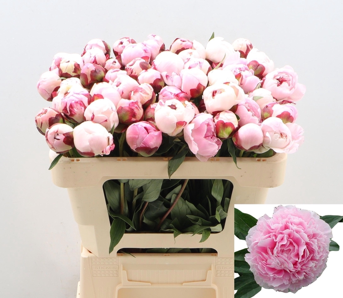 <h4>PAEO L SARA BERNHARD</h4>