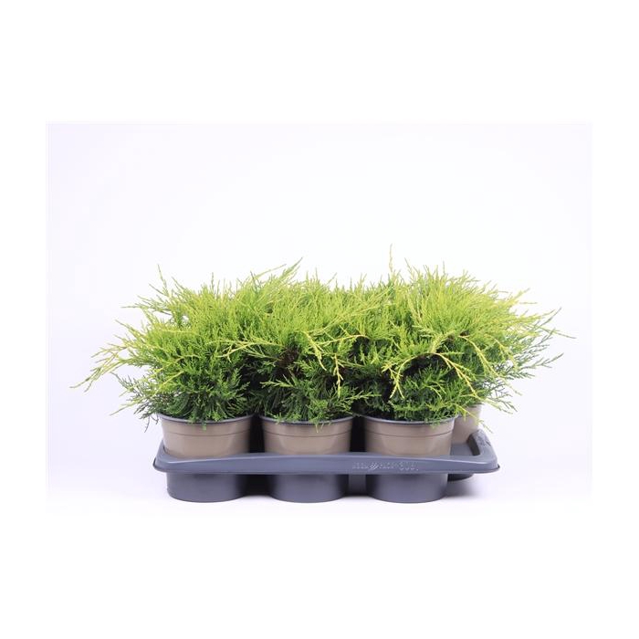 <h4>Juniperus x pfitzeriana 'Gold Coast'</h4>