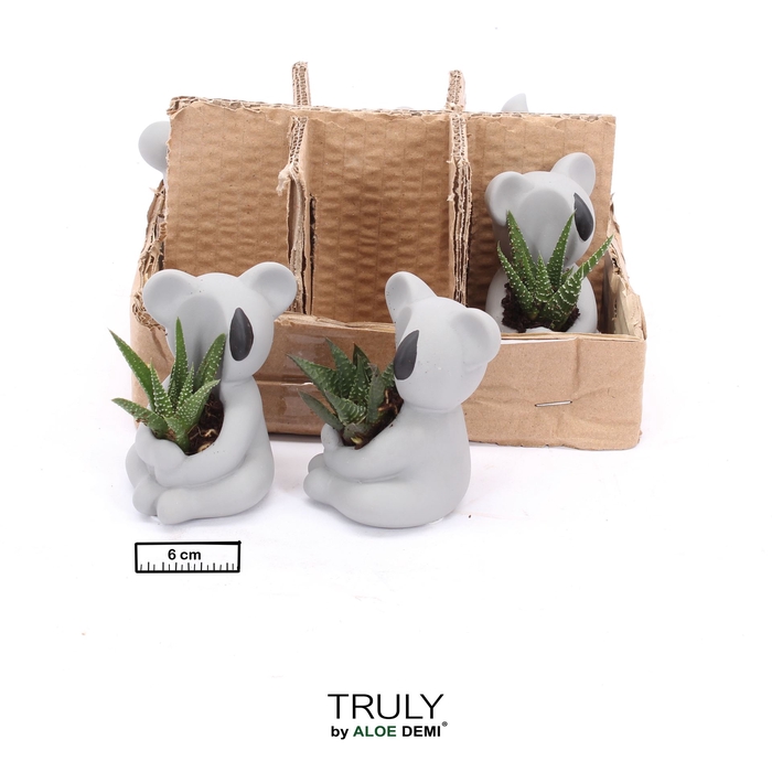 <h4>Arr.  Succulents L%</h4>