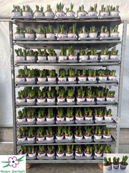 <h4>HYACIN MIXK 3 KL</h4>